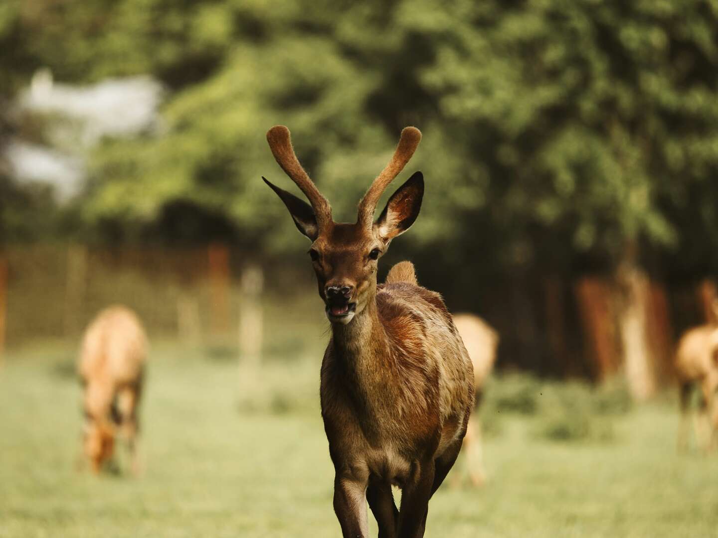 4 Tage Erlebnisurlaub an der Havel im Wildpark Schorfheide