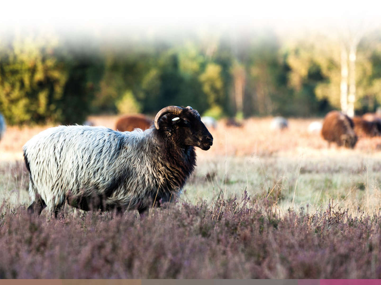 Auszeit in der Lüneburger Heide 