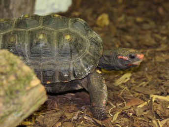 USEDOM tierisch erleben I 4 Nächte