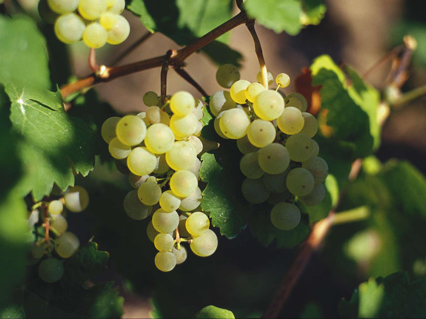 Urlaub beim Winzer an der Mosel