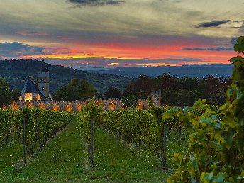 Vino Tage in Rheinhessen