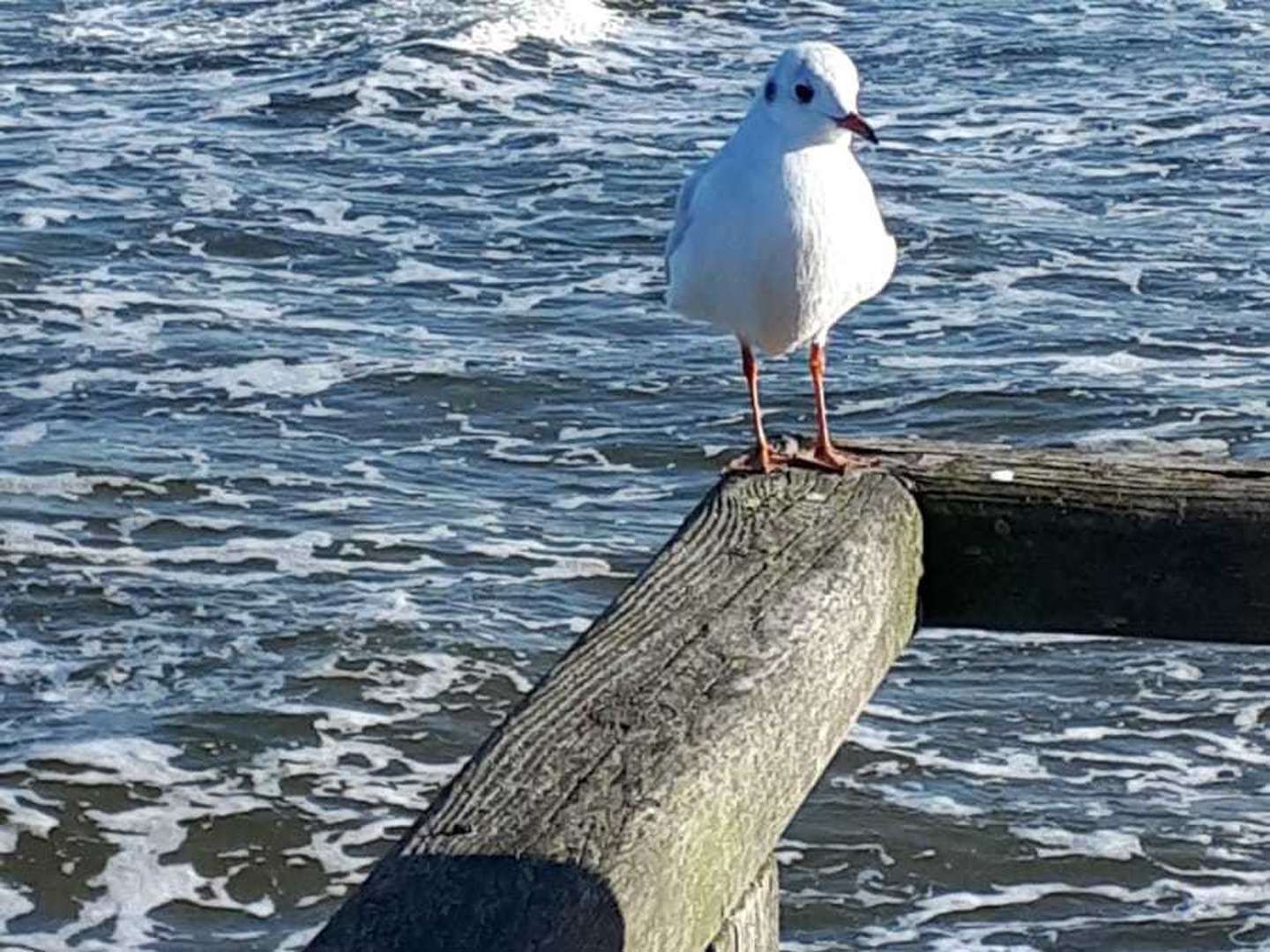 Geheimtipp Trassenheide, 3 Tage ganz nah am Strand