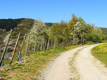 Moseltraumurlaub im Sommer 2024