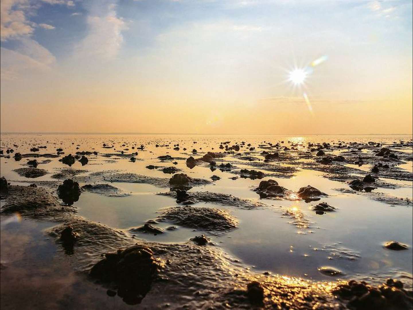 Weltnaturerbe Wattenmeer - inkl. Fischbrötchen