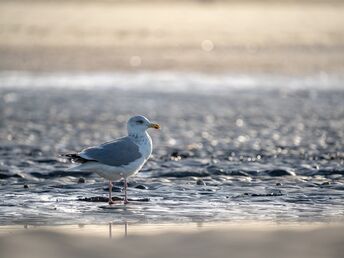 Nice to meet you - 7 Tage Kurzurlaub in Sankt Peter-Ording