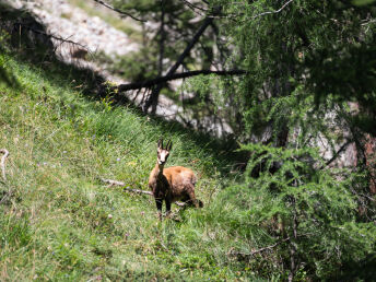 Wanderurlaub im Großarltal im Salzburger Land | 4 Nächte 