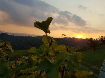 5=4 Wein & Genuss Tage in der Weindestination Südsteiermark mit Backhendl & Brettljause