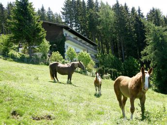 Raus in die Natur - Kurzurlaub auf der Alm im Lavanttal | 2 Nächte 