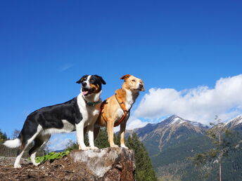 Kurzurlaub mit Hund inkl. Dogsitting in den Gasteiner Bergen | 4 Nächte