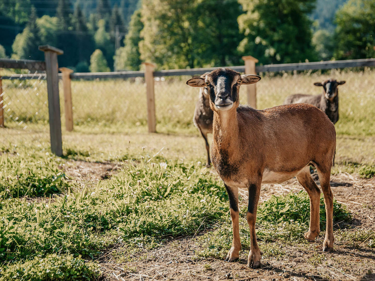 Kurzurlaub mit imposanter Bergkulisse in der Salzburger Sportwelt | 6 Nächte