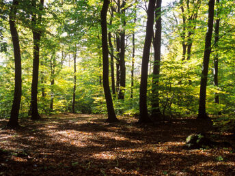 Ankommen & Wohlfühlen - Kurzurlaub im Wienerwald mit 