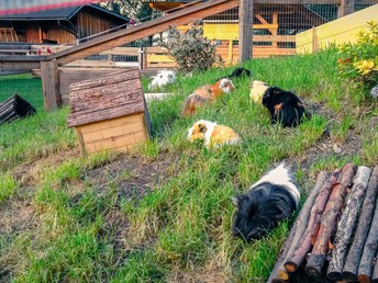 Familienurlaub im Kinderhotel Appelhof | 4 Nächte 