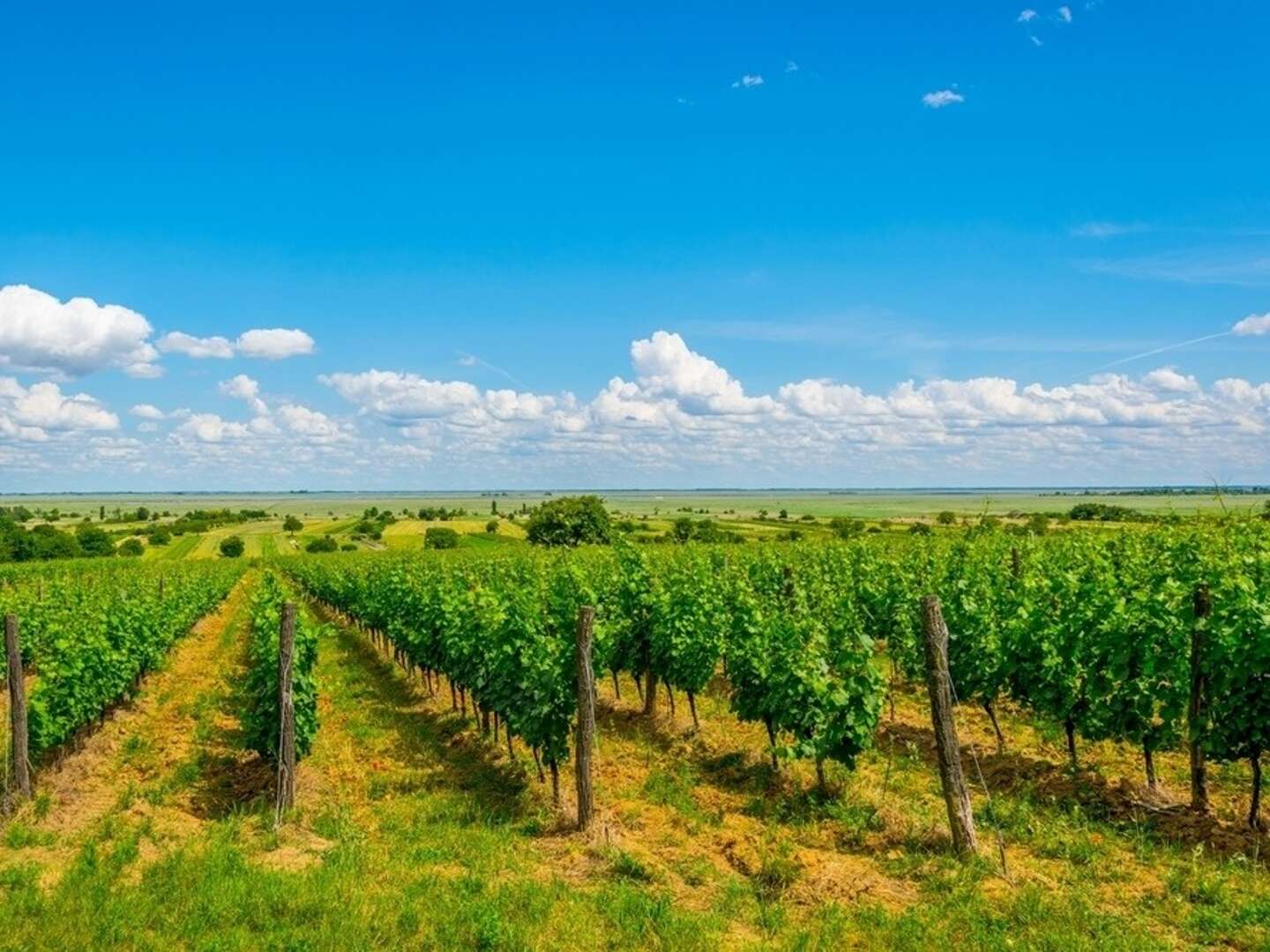 Urlaub in der Region Neusiedler See | 5 Nächte 