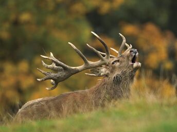 Herbstzeit und Hirschlosn | von 27. - 29. September inkl. geführter Wanderung, Wildmenü & Hirschlosn