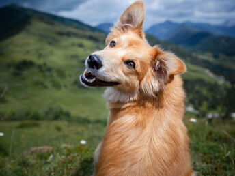 Urlaub mit Hund im Nationalpark Hohe Tauern Kärnten | 6 Nächte