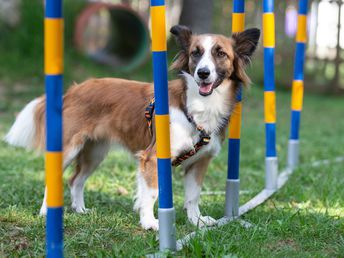 Wanderromantik mit Hund | 5 Nächte inkl. Romantikeisbecher & Frühstück am Zimmer