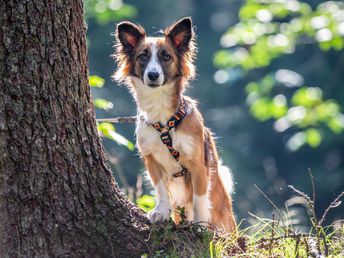 Wanderwoche mit Hund in der Ramsau mit gratis Aufenthalt für Hund