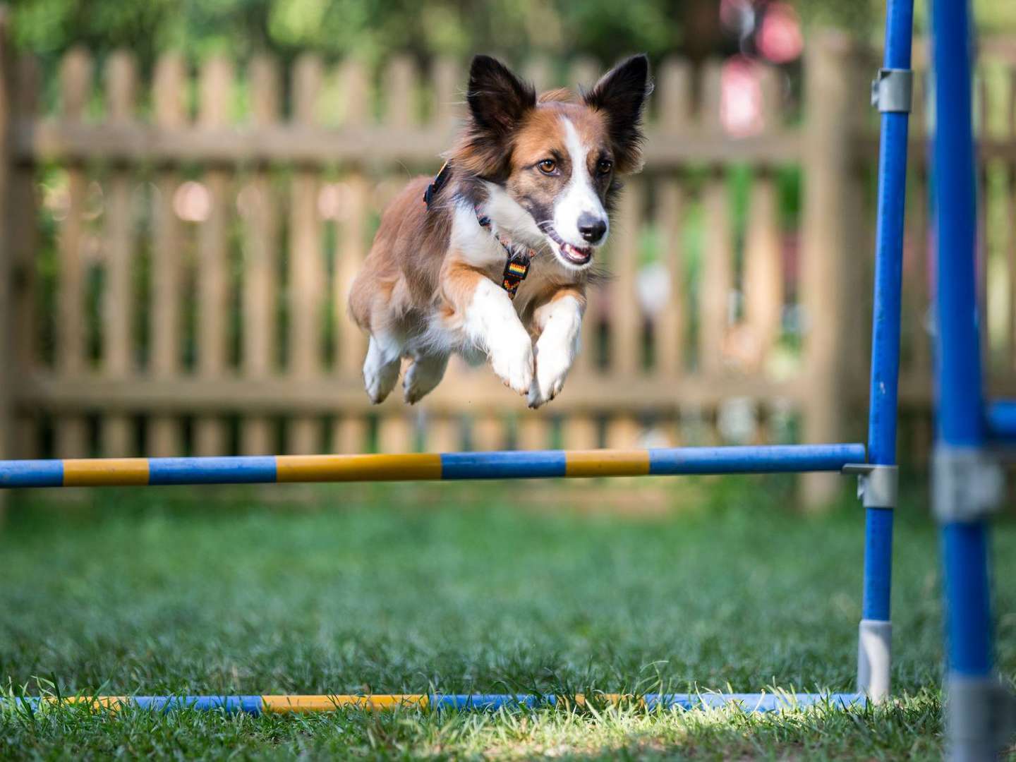 Wanderwoche mit Hund in der Ramsau mit gratis Aufenthalt für Hund