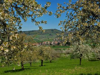 Schönes Land in Sicht! 4 Tage mit dem Fahrrad durchs Markgräflerland 