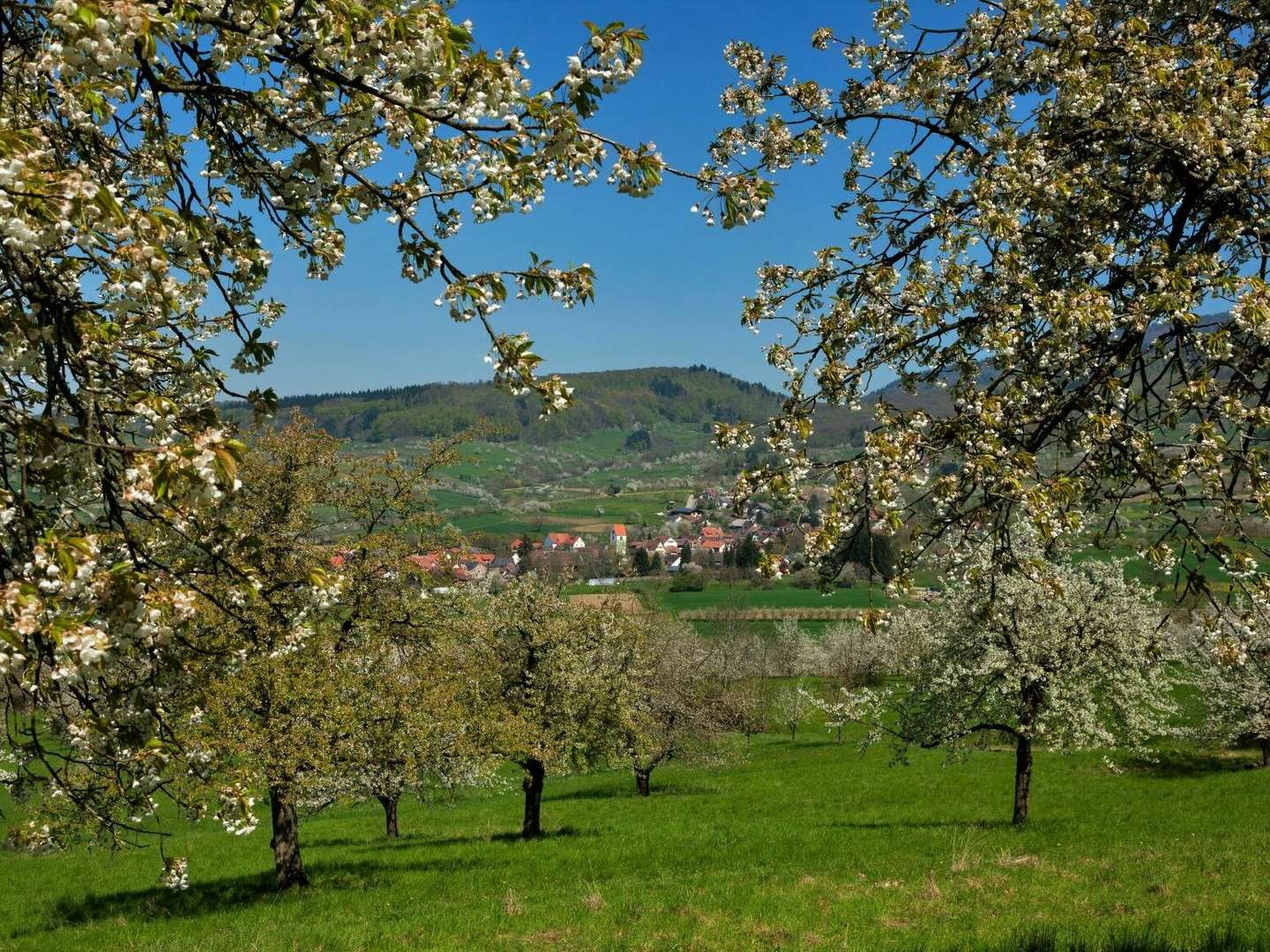 Wein und Genuß | 7 Tage im Markgräflerland  