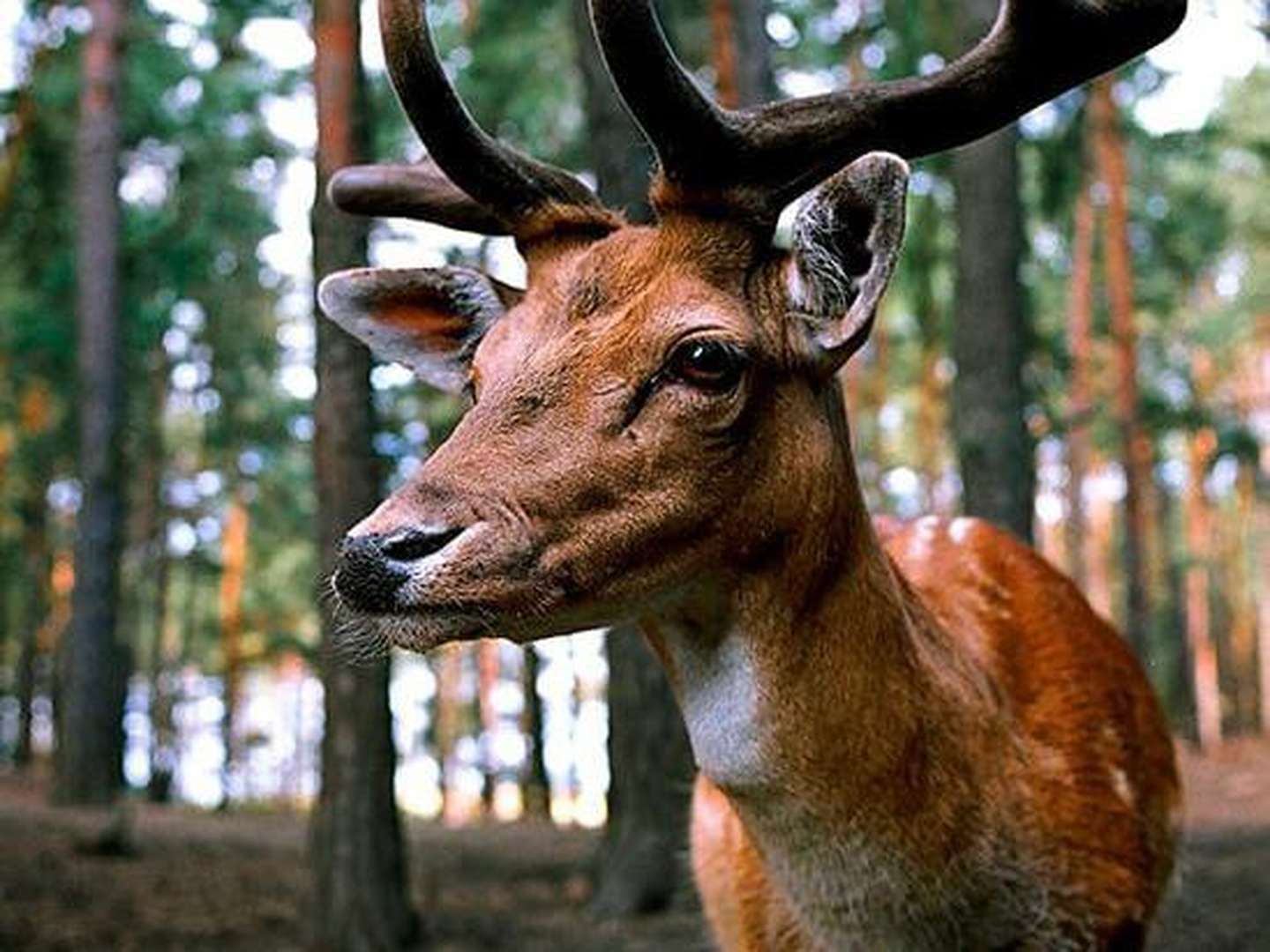 Plön - Inmitten einer traumhaften Seenlandschaf