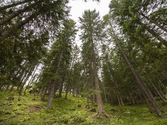 Schnuppertage in Bad Kleinkirchheim - Frühstücksspecial - 2 Nächte