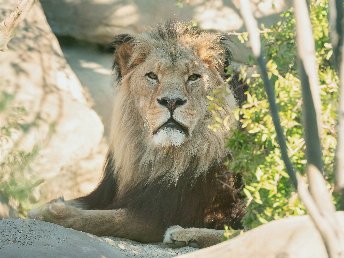 Tierischer Städteurlaub in Wien inkl. Tiergarten Schönbrunn | 4 Nächte 