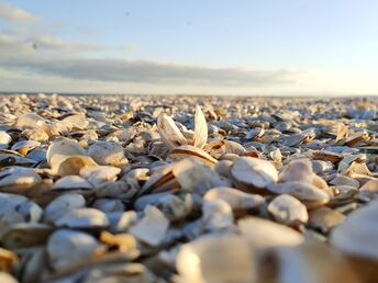 Kurzurlaub an der Ostsee in Swinemünde | 7 Tage mit HP      