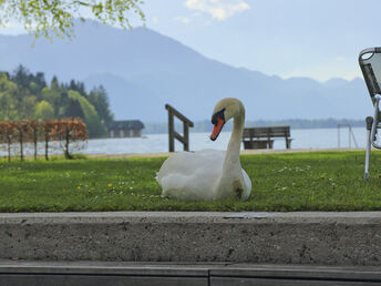 Zauberhafte Auszeit direkt am Wolfgangsee | 4 Nächte