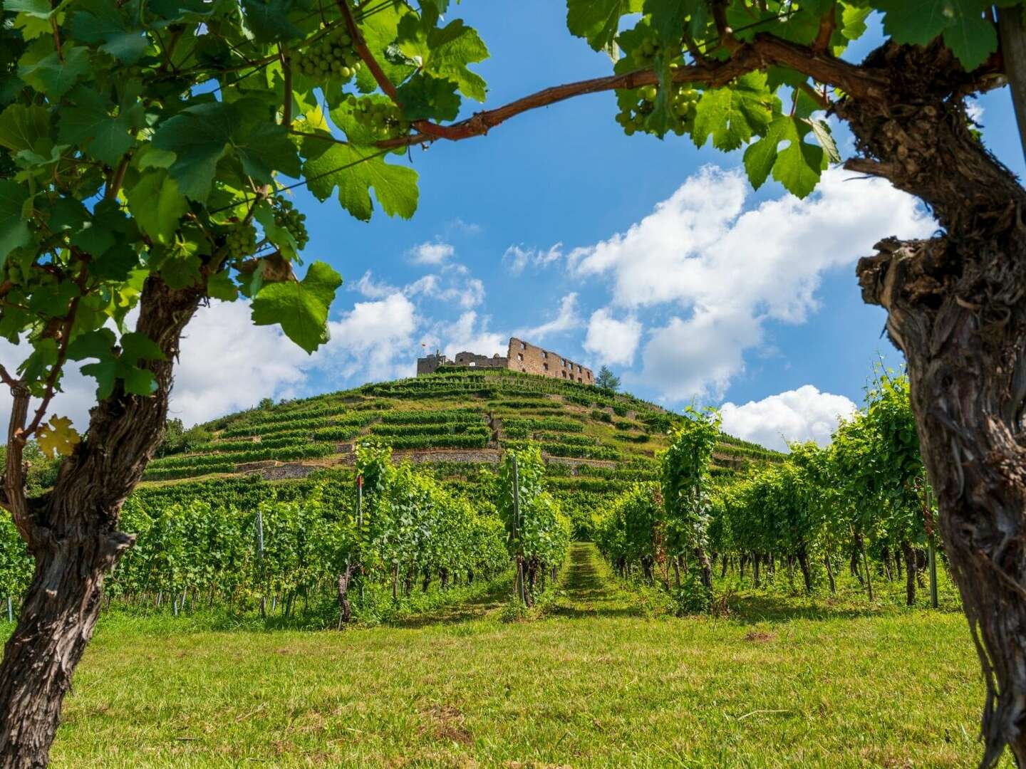 Schönes Land in Sicht - bei Freiburg im Breisgau - 8 Tage inkl. 1 Tag Leihfahrrad