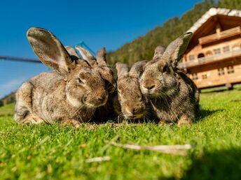 Osterferien - Skifahren bis der Osterhase kommt - 1 Nacht/2 Tage