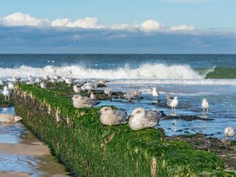 Kuschelwoche auf Sylt