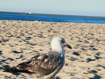 Wanderung am Ostsee-Strand | 7ÜF    