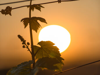 2 Tage - Auszeit vom Alltag in den Weinbergen - Saale Unstrut