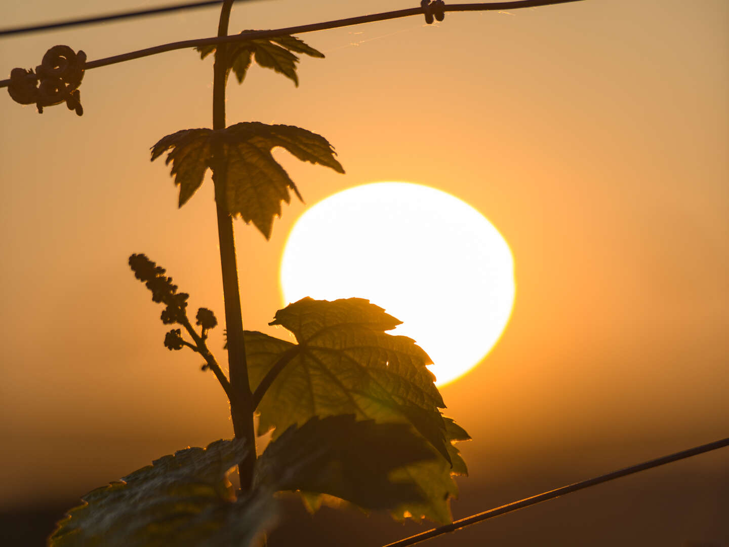 4 Tage - Auszeit vom Alltag in den Weinbergen - Saale Unstrut 