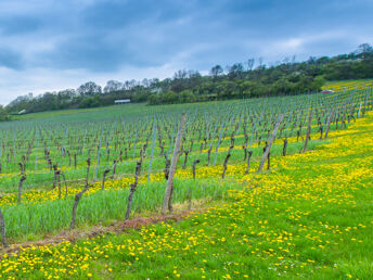 4 Tage - Auszeit vom Alltag in den Weinbergen - Saale Unstrut 