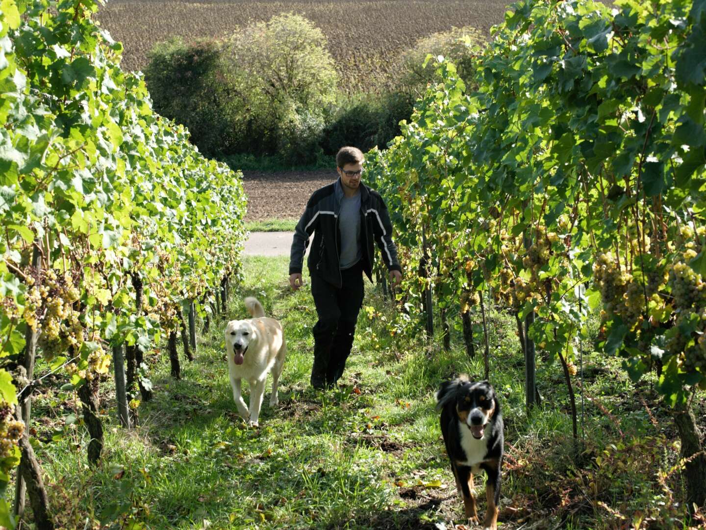 2 Tage Kurzurlaub - Auszeit auf dem Weingut inkl. Therme Sinsheim