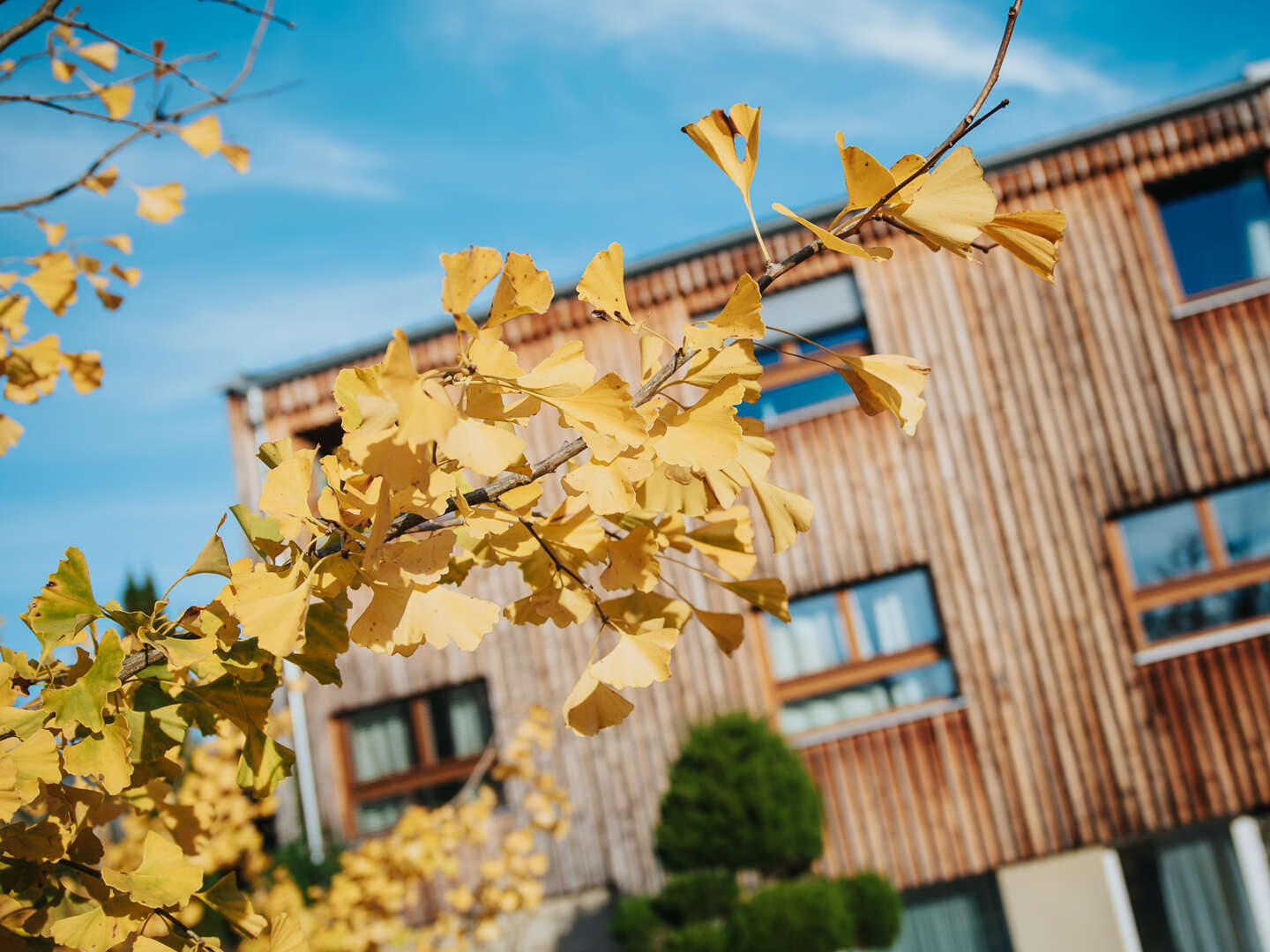 ZEN: Fasten - Schweigen - Meditieren Herbst