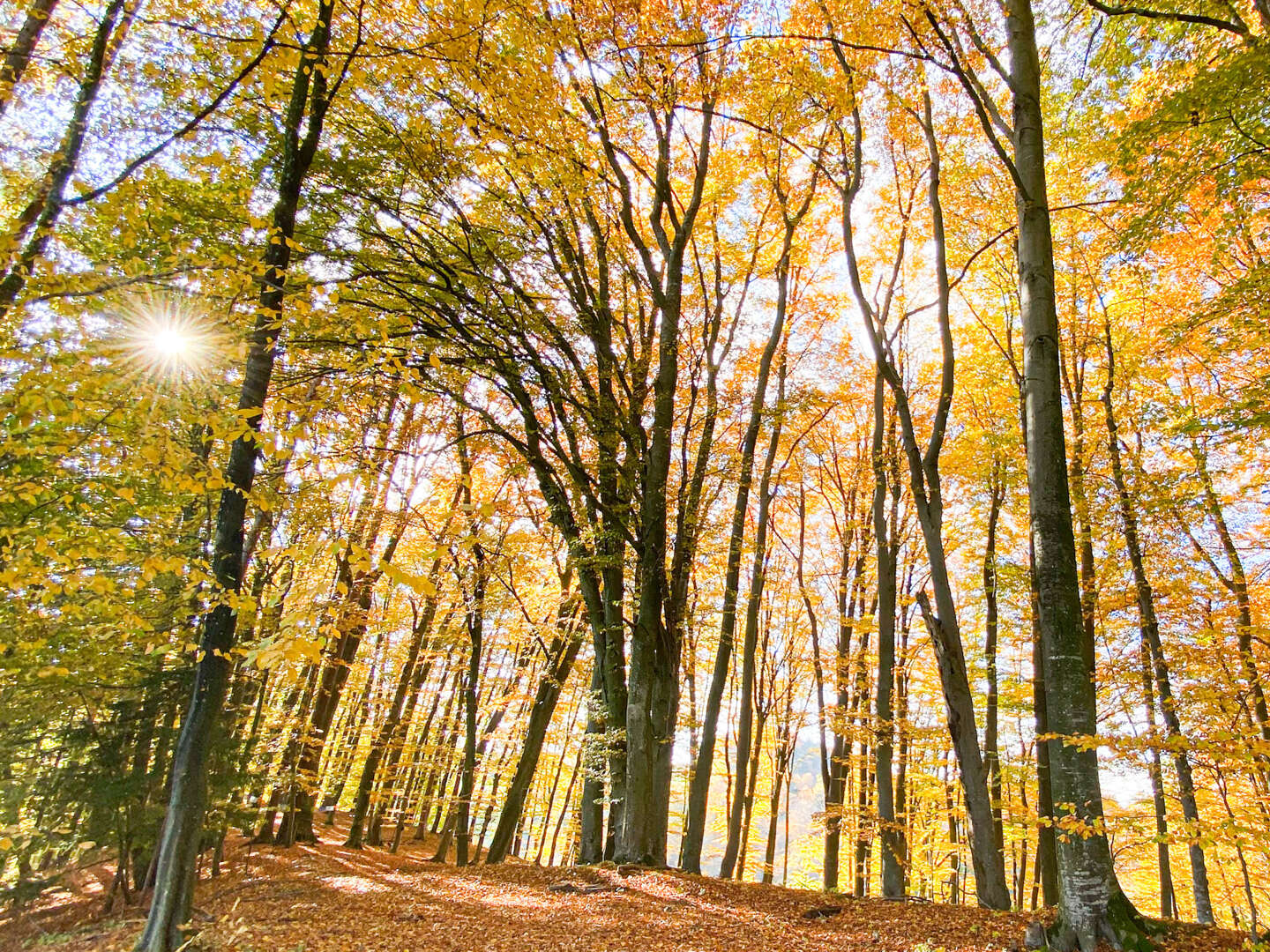 Erholungsurlaub mit Fasten in der herbstlichen Steiermark | 7 Nächte