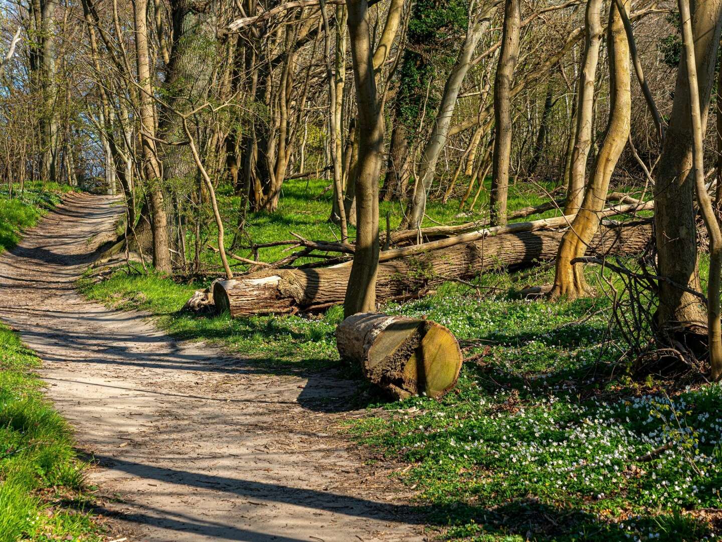 Frühlingsduft erleben im Ostseebad Göhren