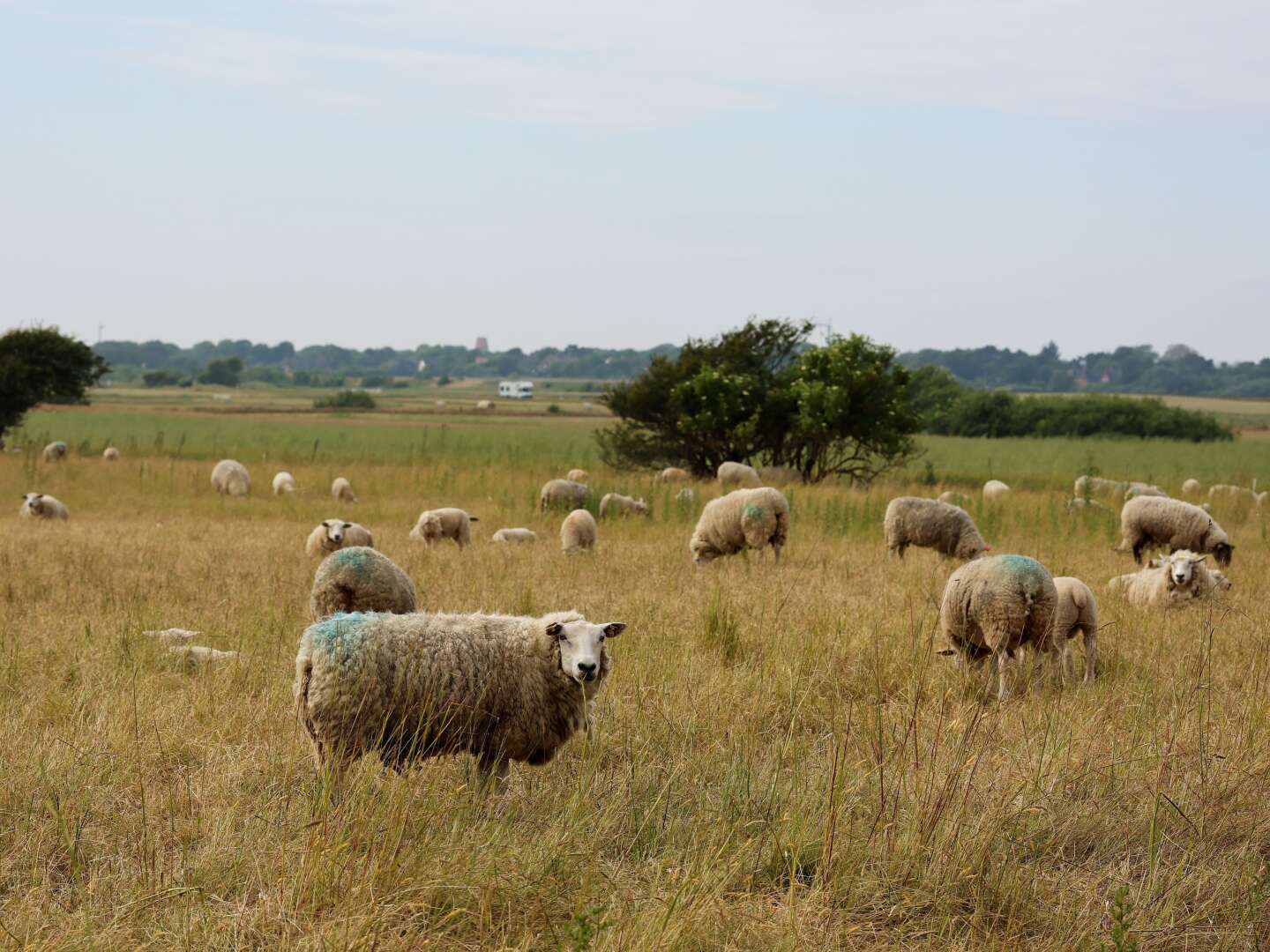 5 Tage Last Minute Kurzurlaub auf Sylt