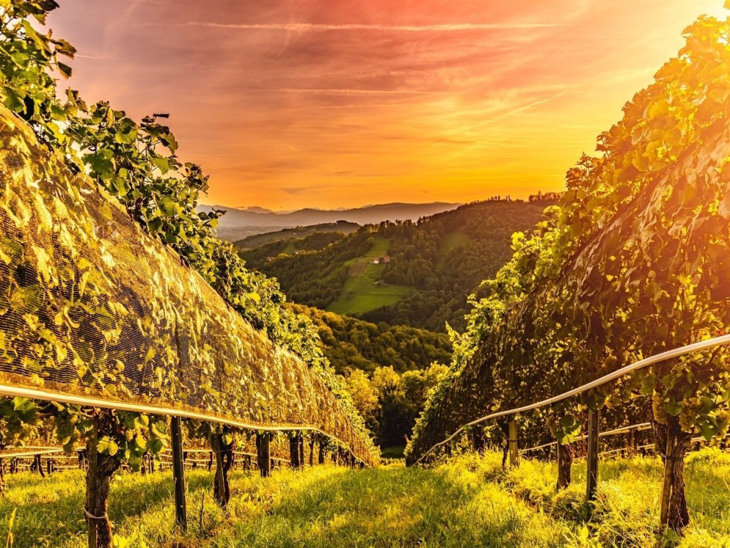 Romantische Auszeit in der südsteirischen Weinregion inkl. Schaumwein | 5 Nächte