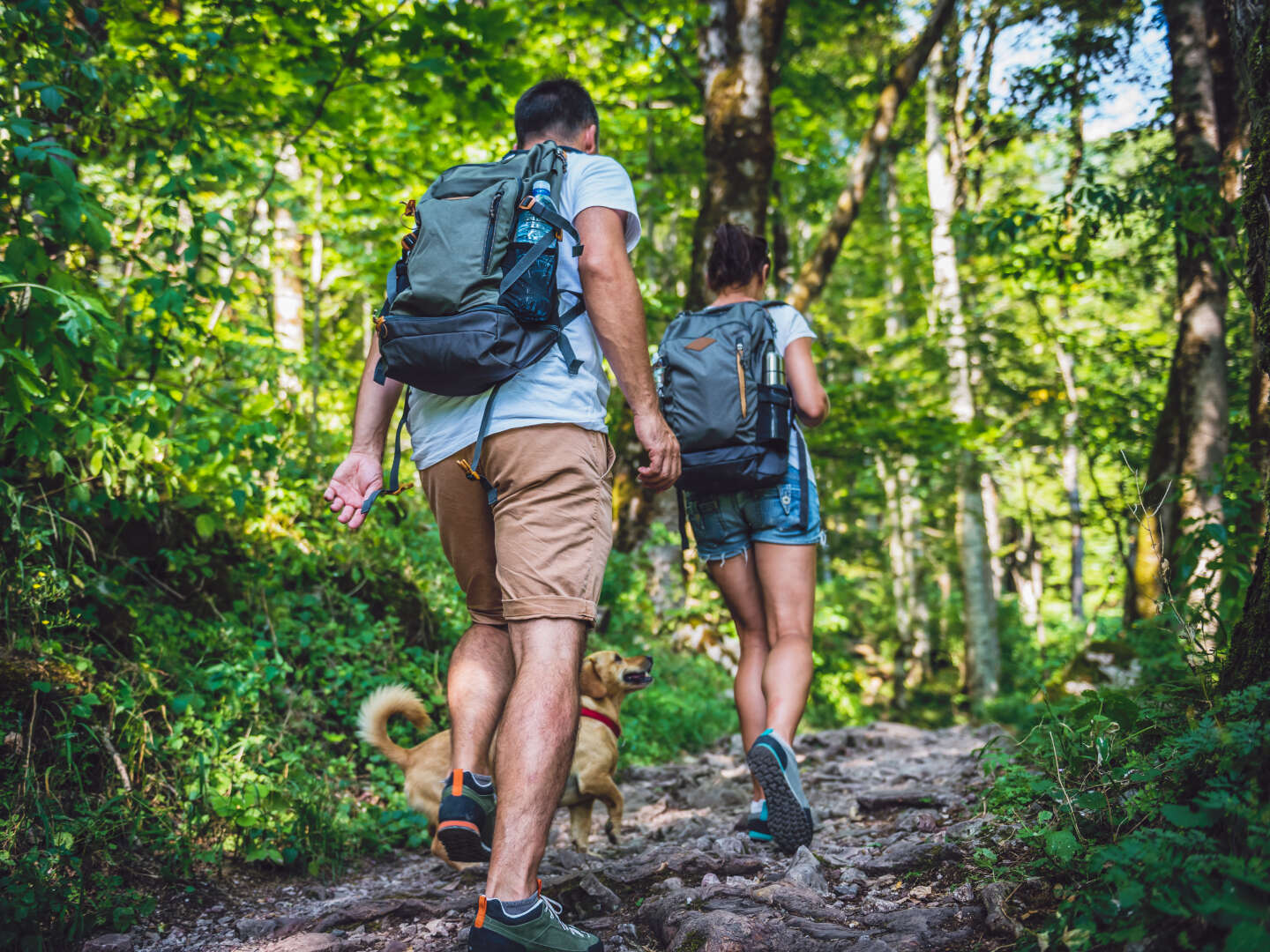 Auf 4 Pfoten durch den Harz - Kurzurlaub mit Hund in Braunlage