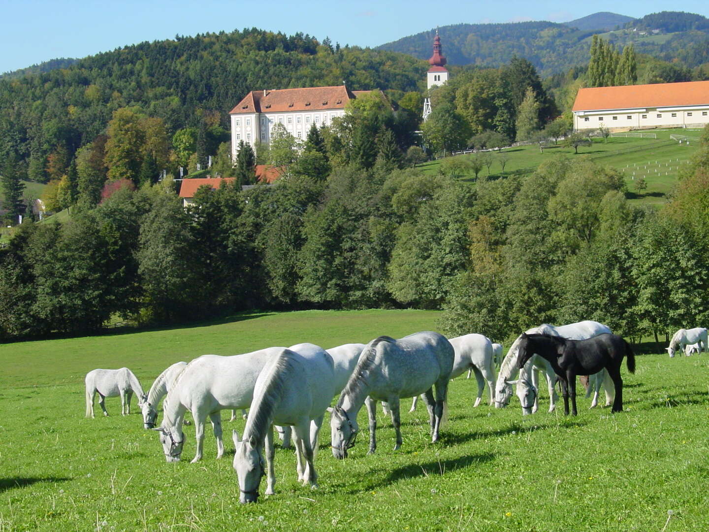 Abenteuer & Naturgenuss für Zwei- und Vierbeiner in der Lipizzanerheimat | 4 Nächte