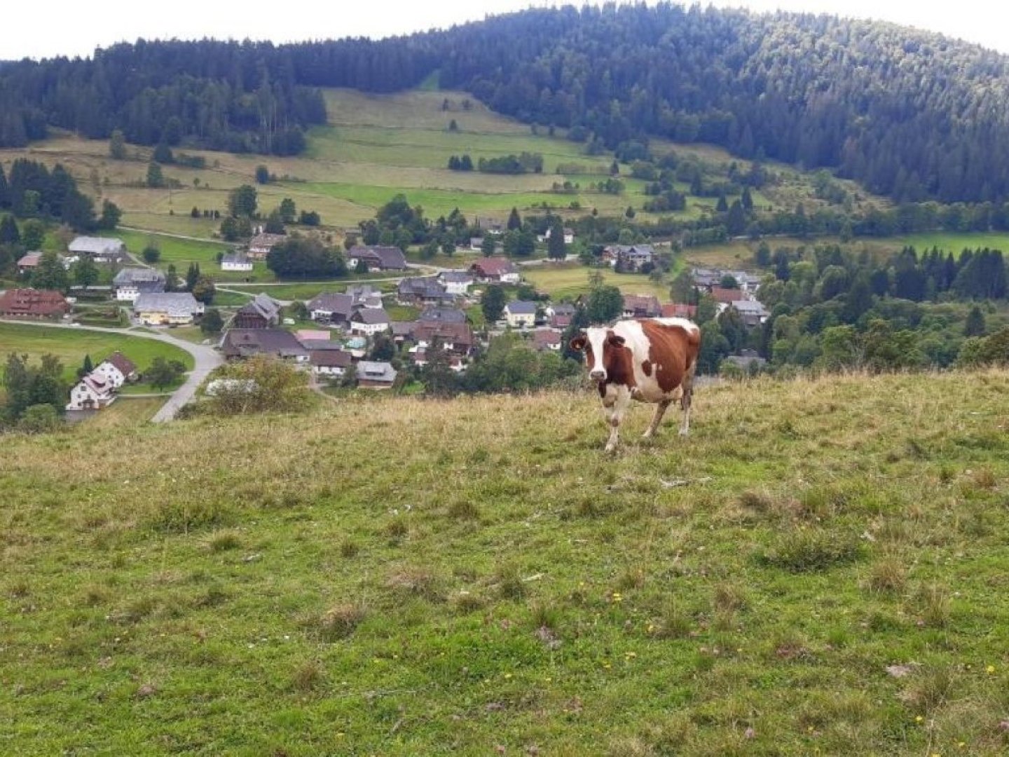 Genuss & Erholung im Schwarzwald 5 Tage