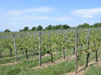 Romantisches Paradies für Zwei in der Eifel in Bad Bertrich